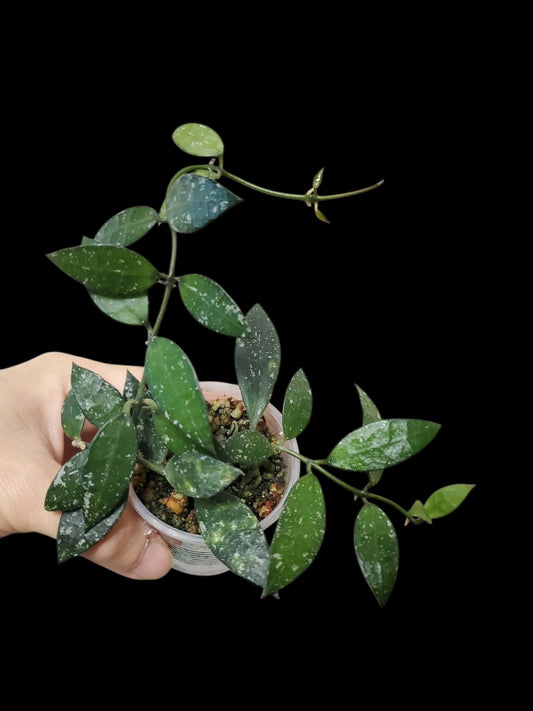 H. lacunosa Laos snow cap