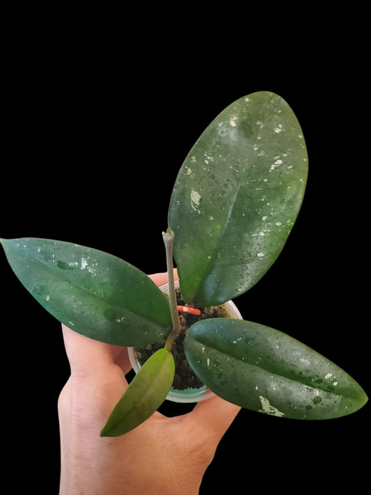 H. dasyantha splash