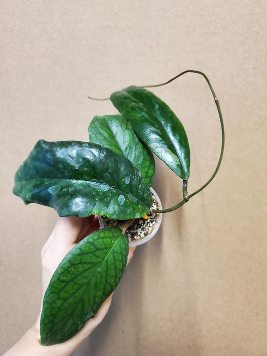 H. vitellinoides