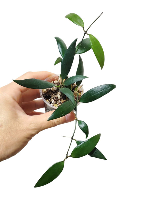 H. parviflora
