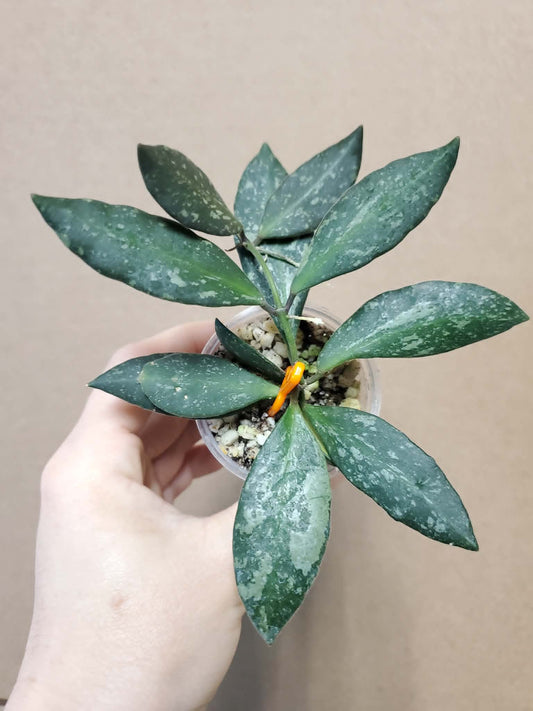 H. memoria x rosita