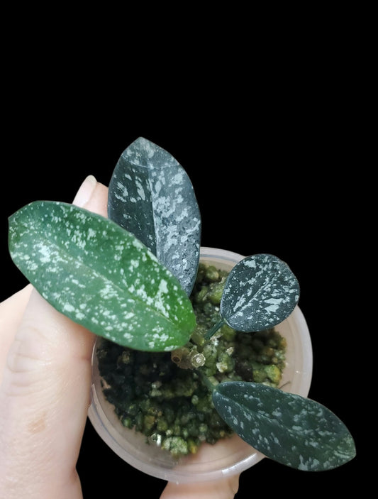 H. sungwookii (sp. Honthom)
