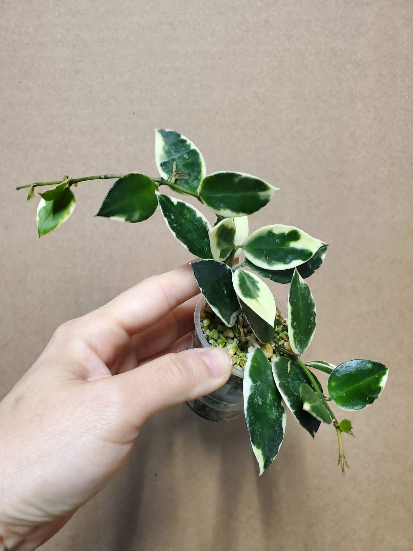 H. lacunosa asami