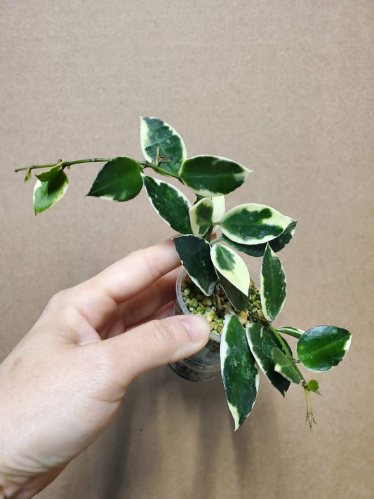 H. lacunosa asami