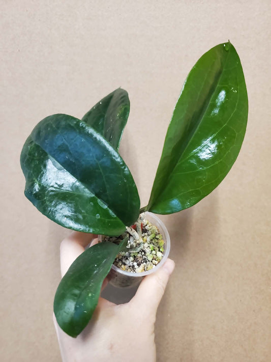 H. surigaoensis