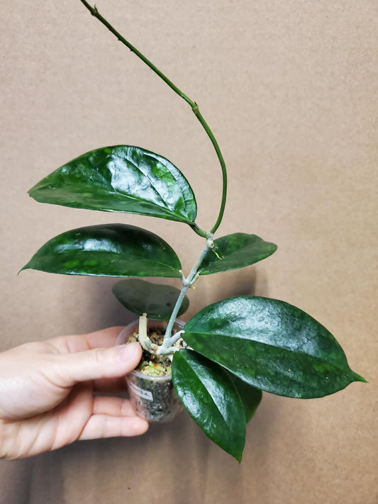 H. surisa