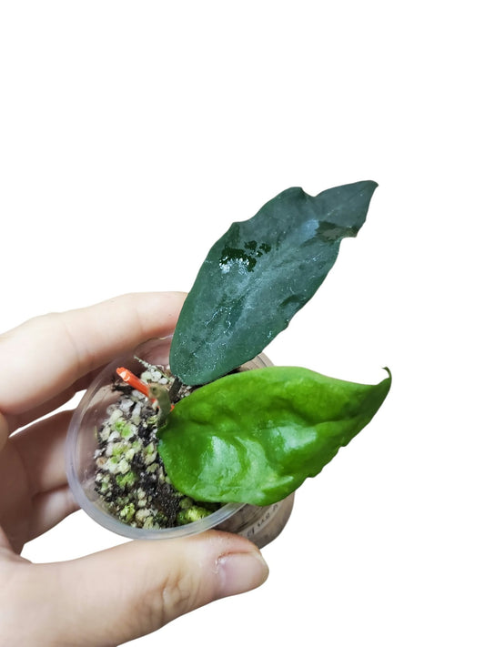 H. sanggunensis