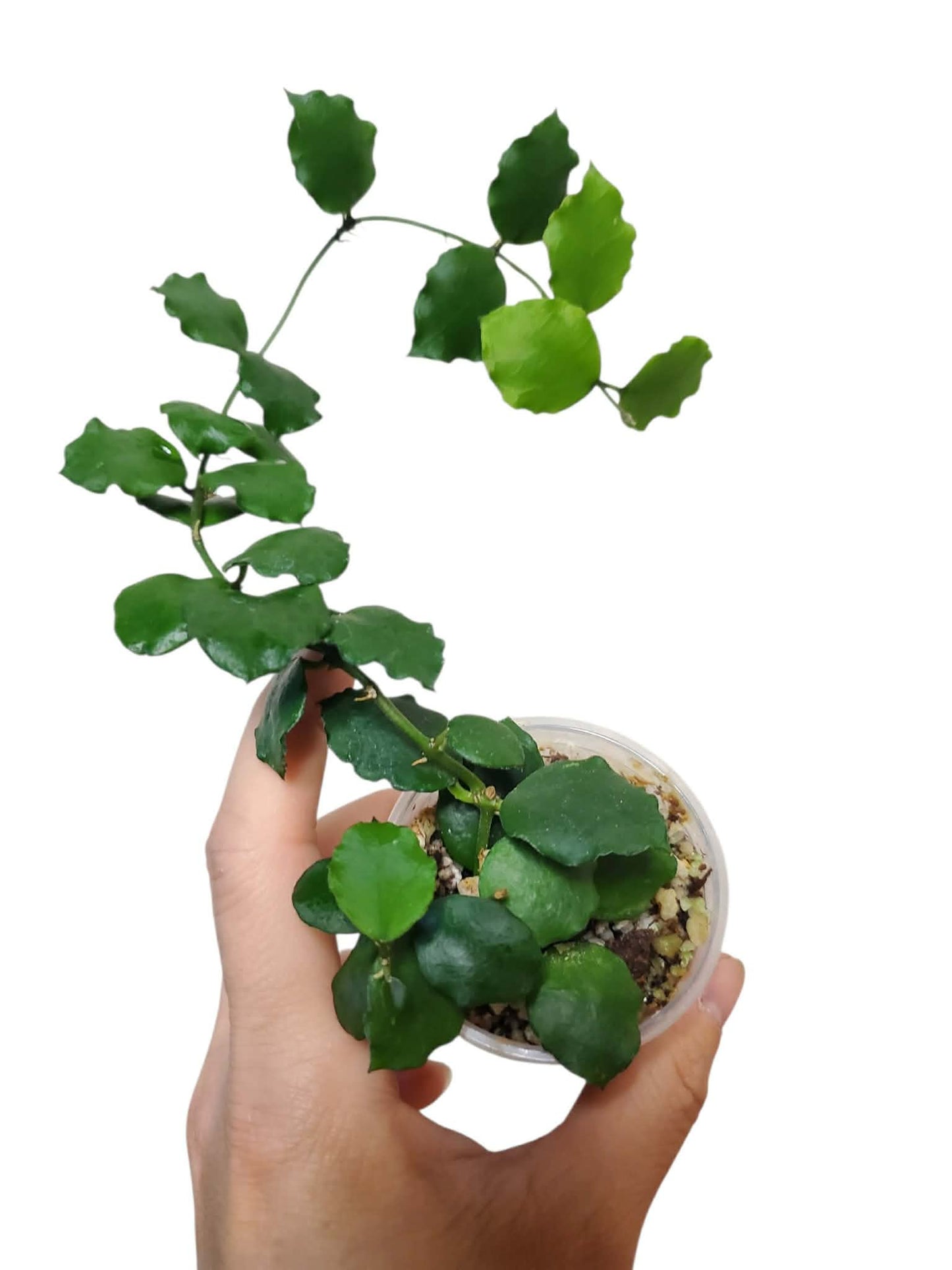 H. endauensis