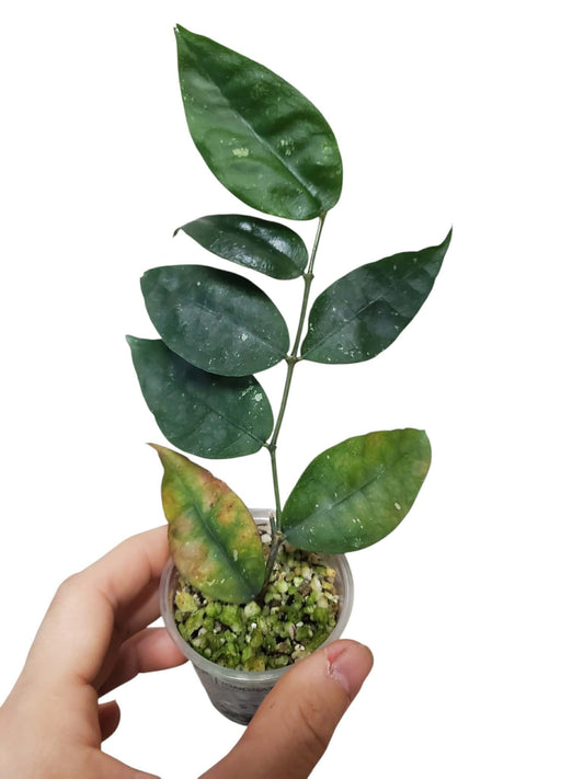 H. ignorata