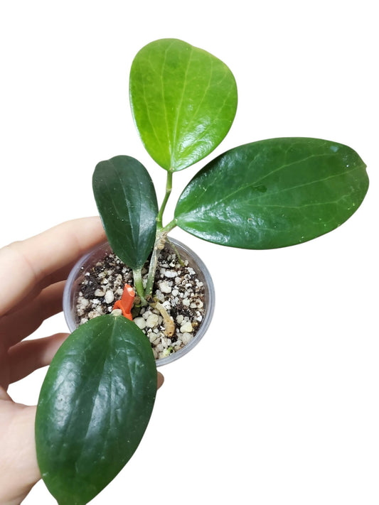 H. aldrichii