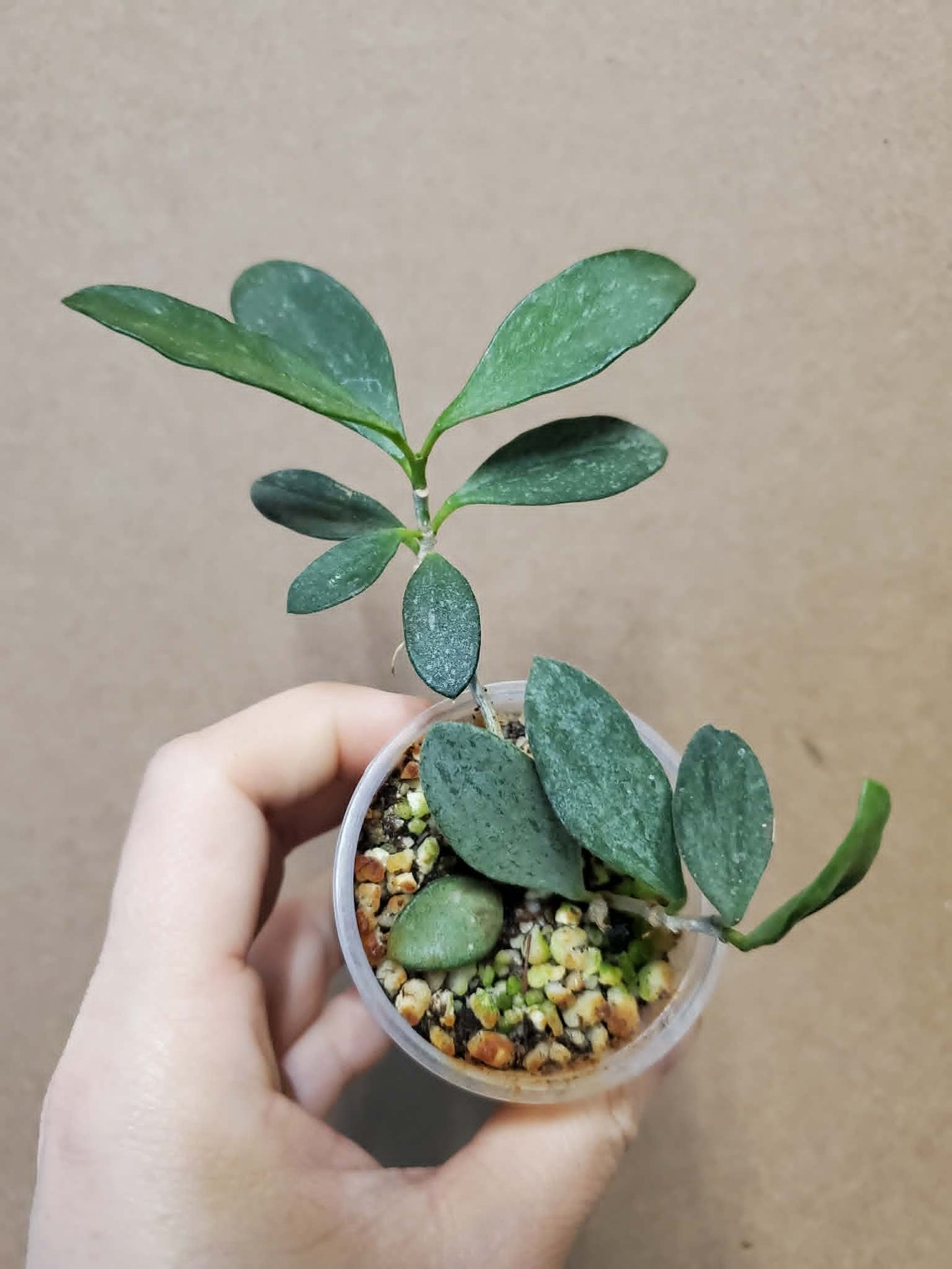 H. nummularioides splash