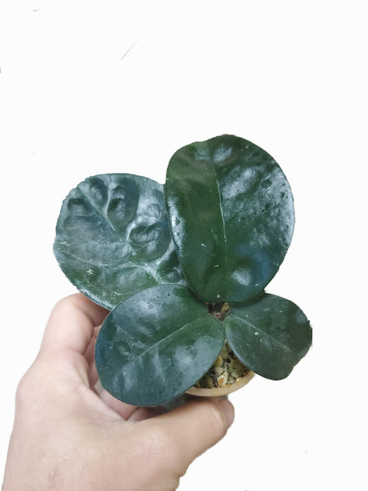 H. krinkle 8