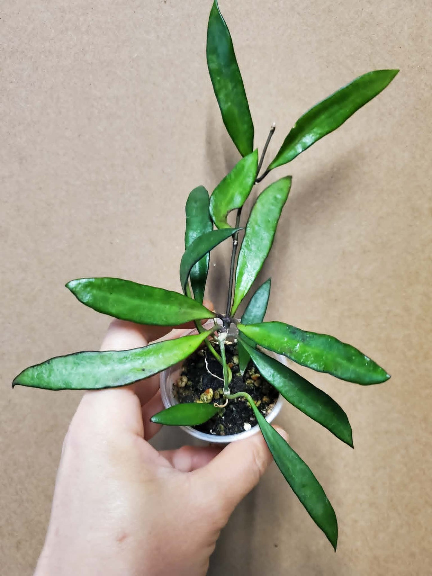 H. sp. pola