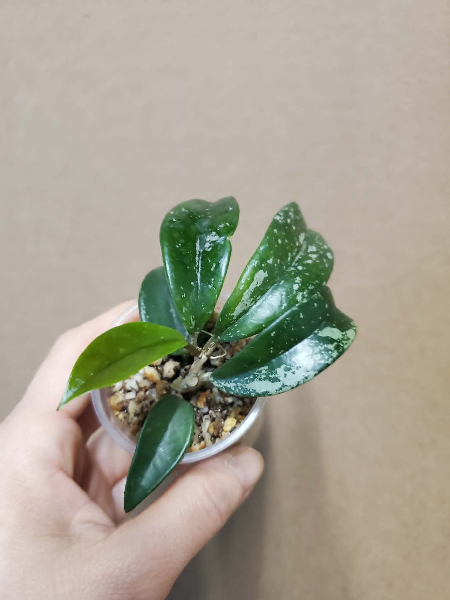 H. carnosa pink splash