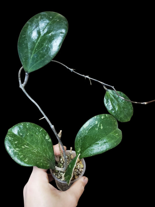 H. michelle splash