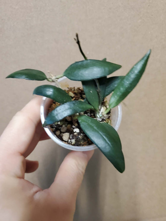 H. parviflora
