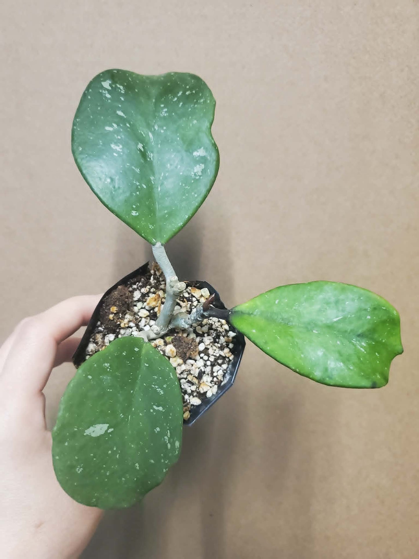 H. obovata
