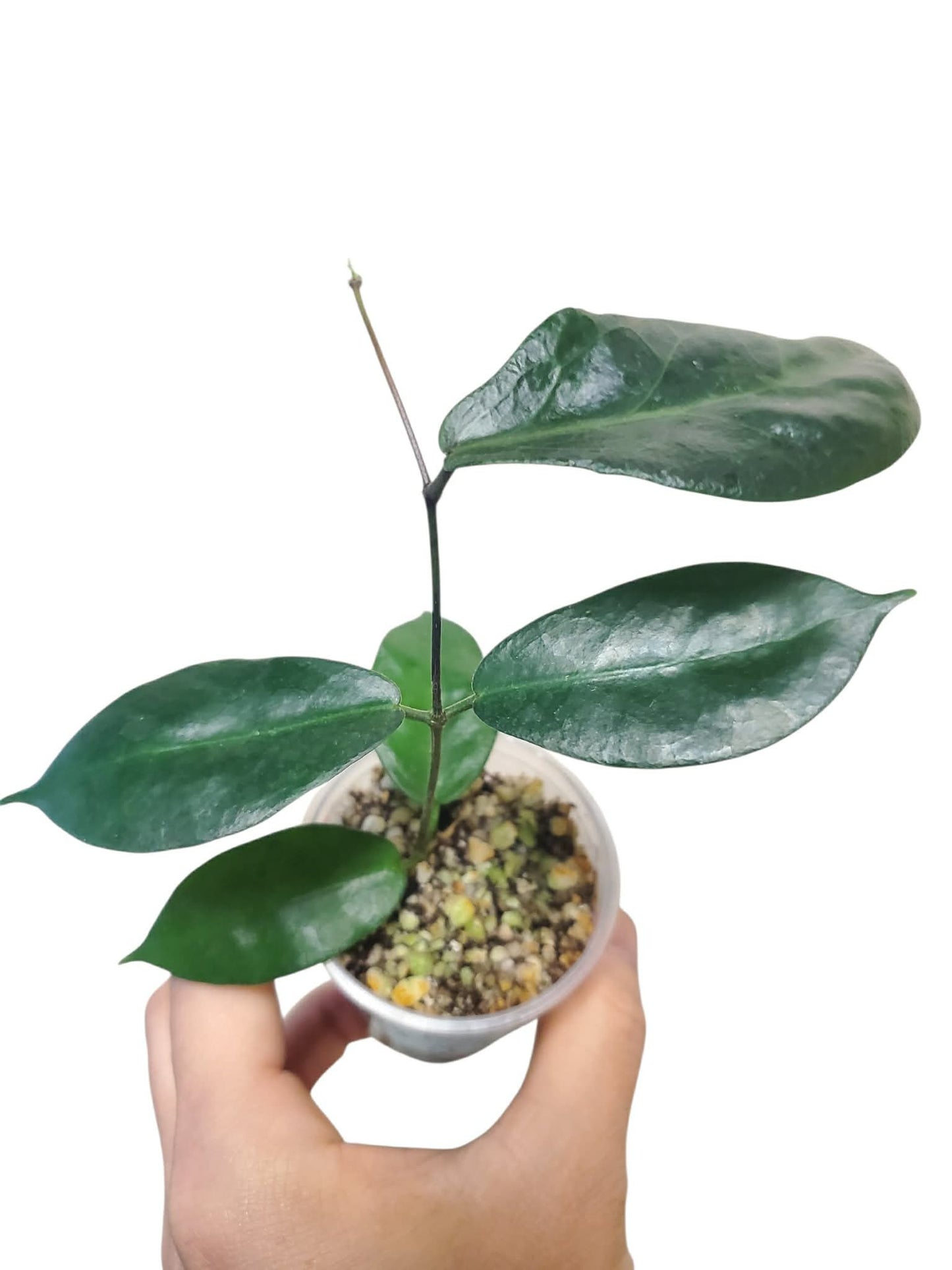 H. melagaster