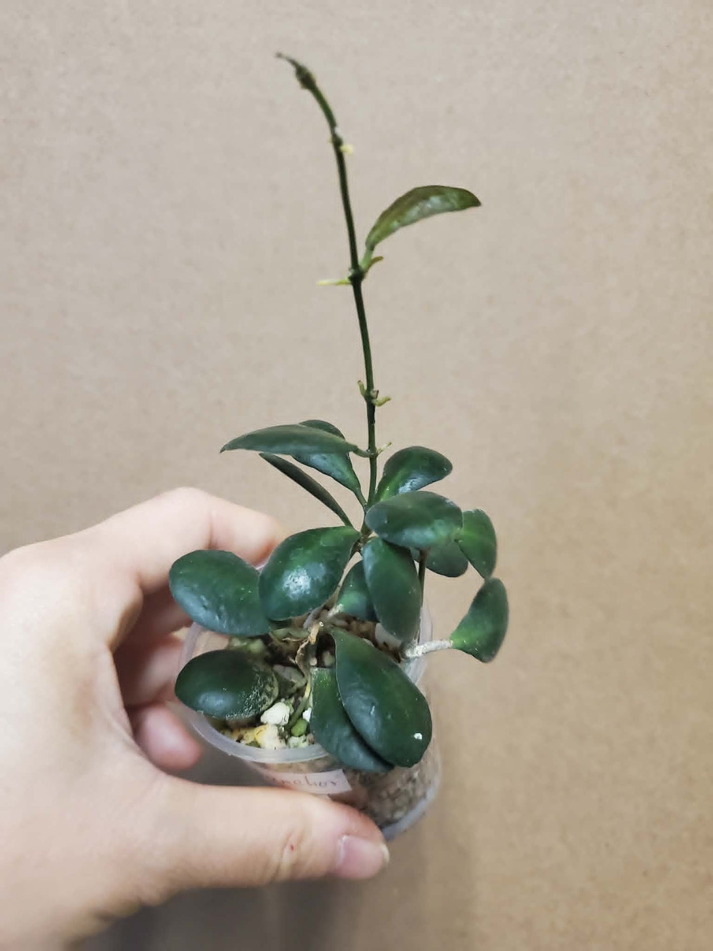 H. panchoi