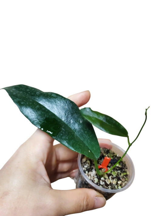 H. kaimuki