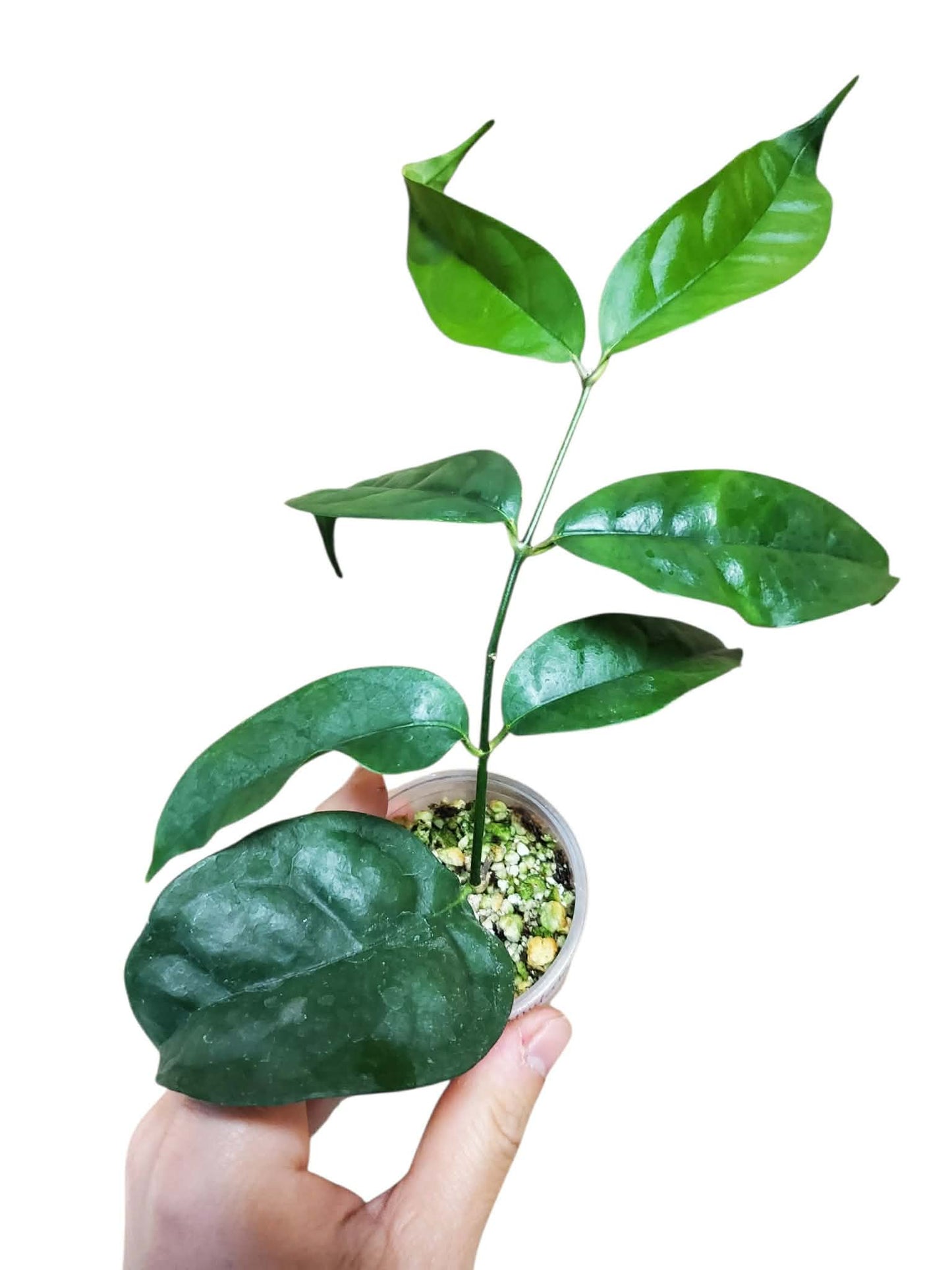 H. campanulata