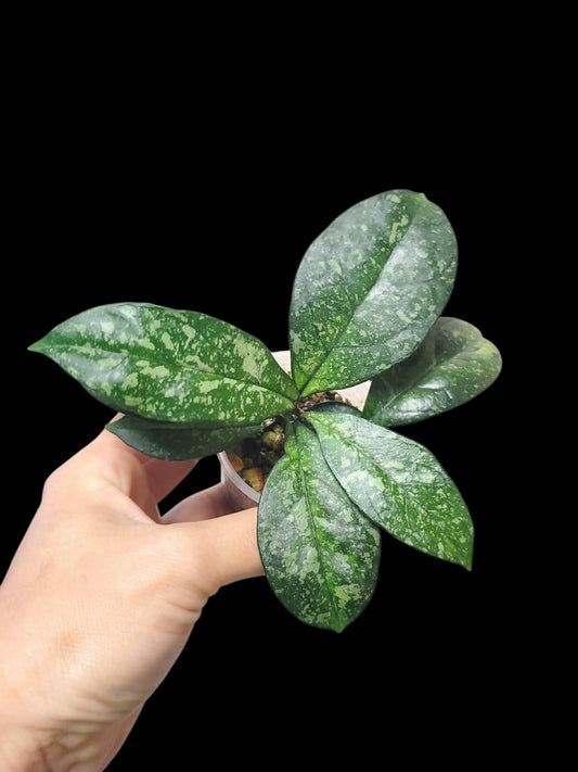 H. crassipetiolata splash