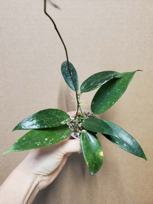 H. parasitica green