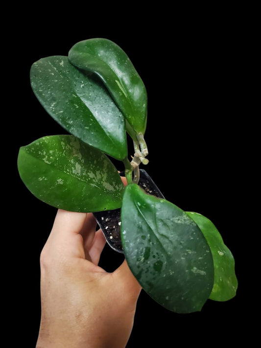 H. pubicalyx x obovata