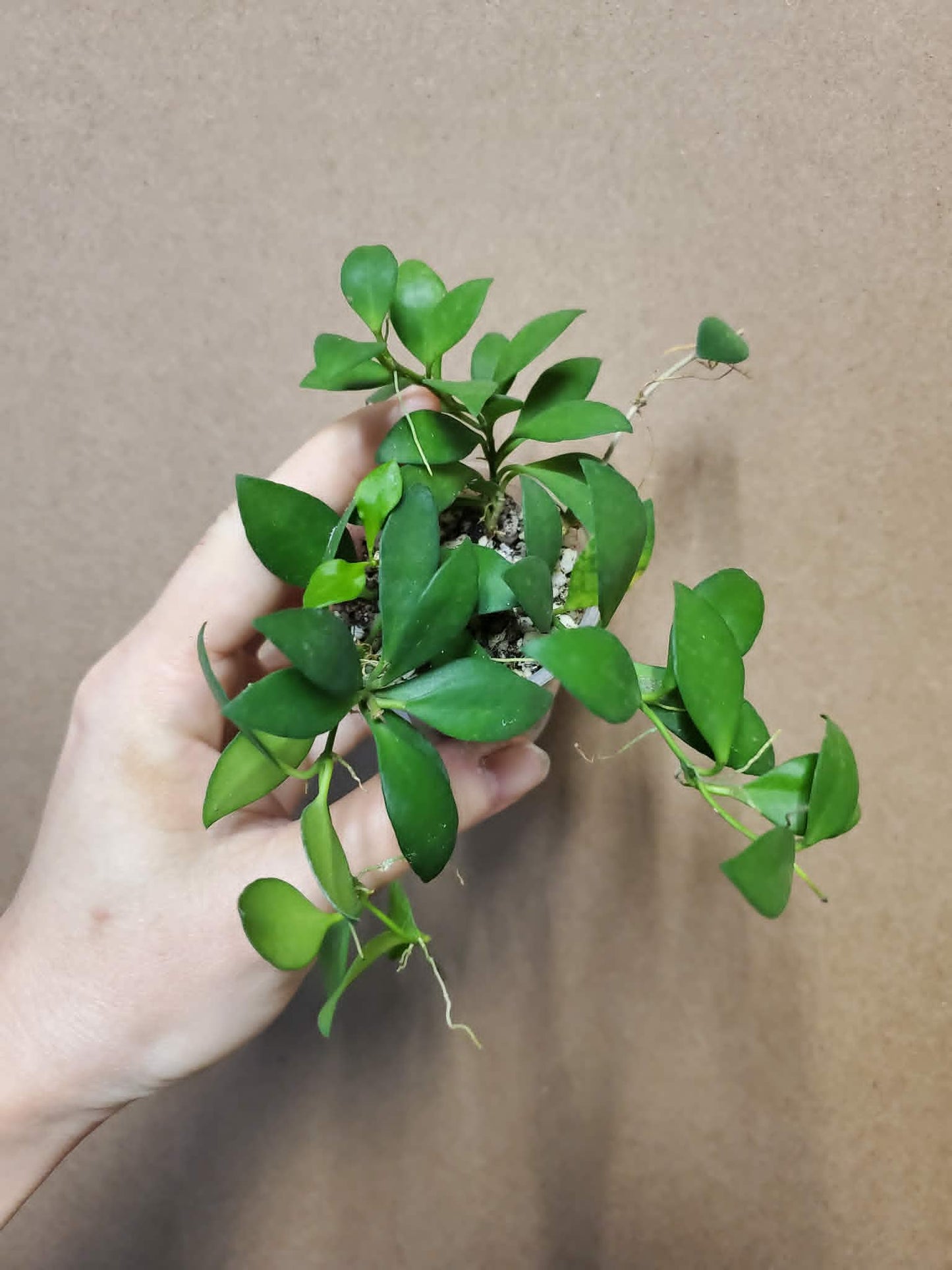 H. mini pixie