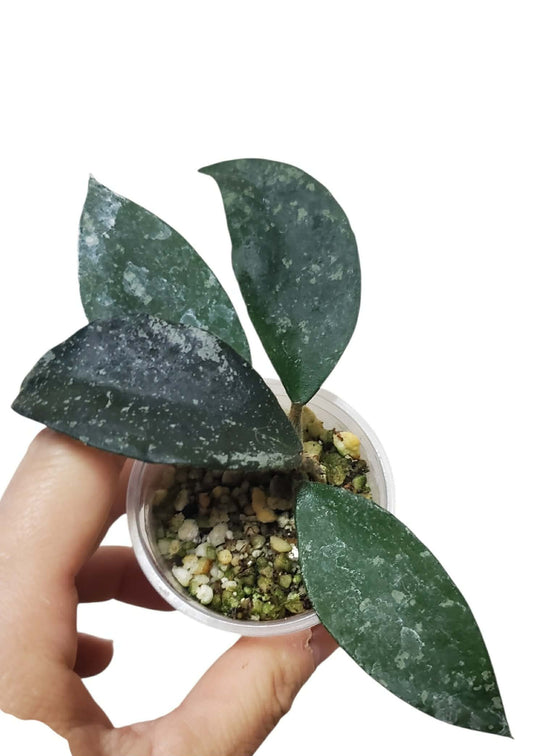 H. phuwuaensis