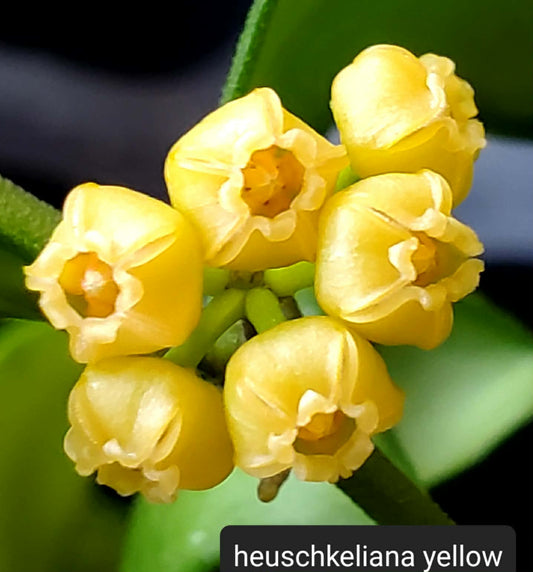 H. heuschkeliana yellow