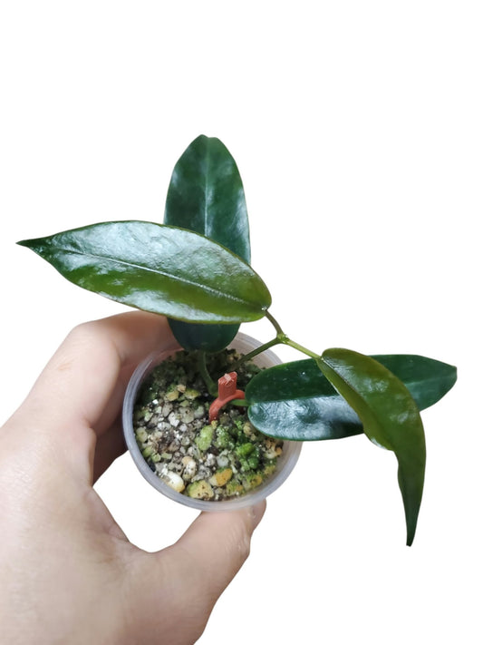 H. macgillivrayi