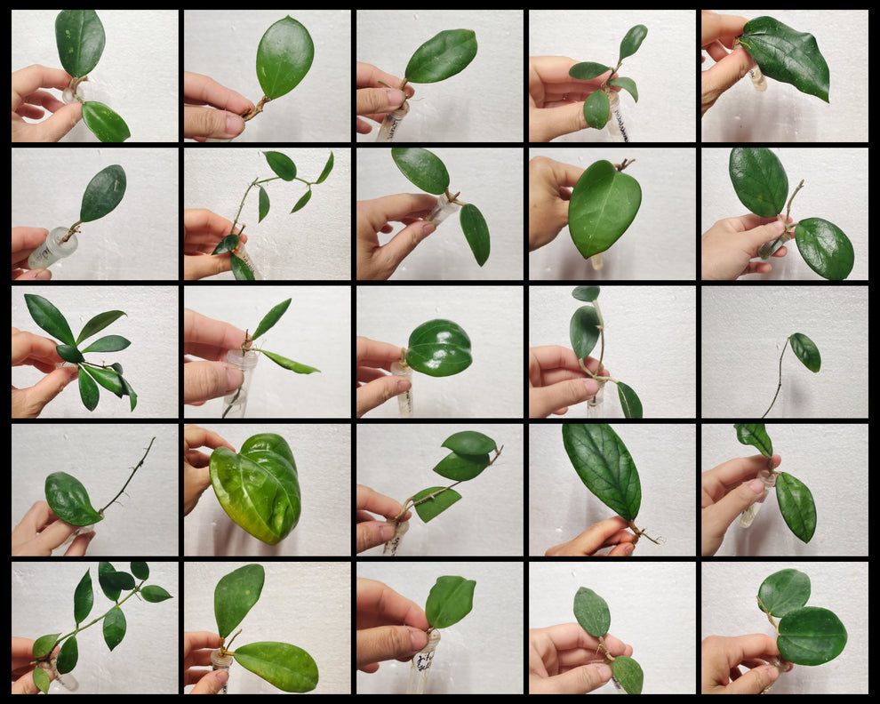 Hoya combo 25 rooted cuttings D