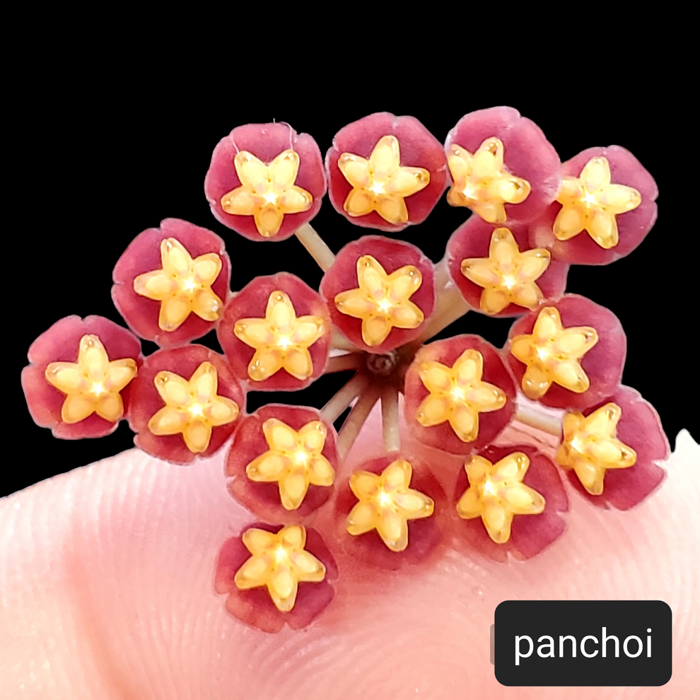 H. panchoi