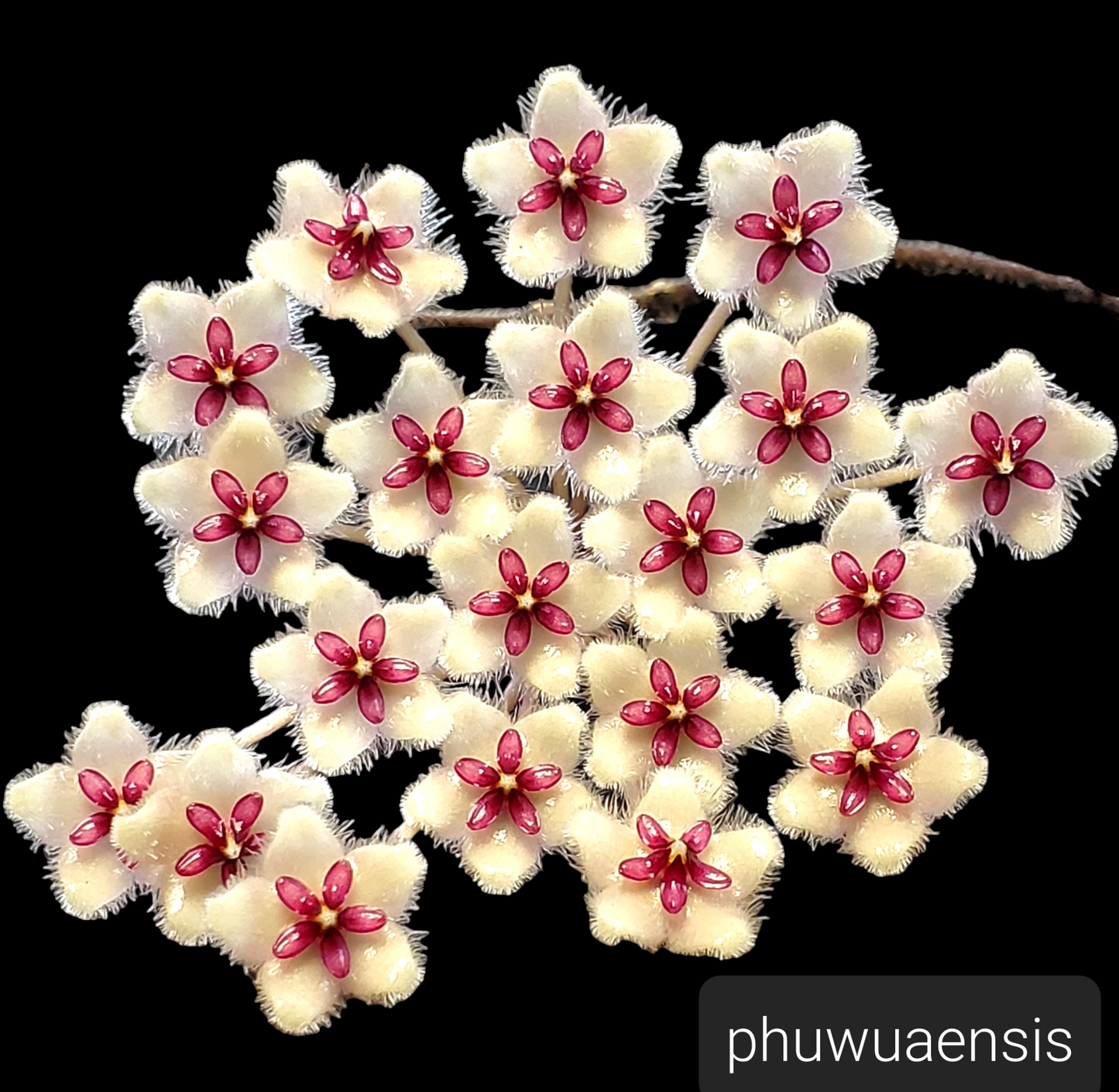 H. phuwuaensis rooted cutting