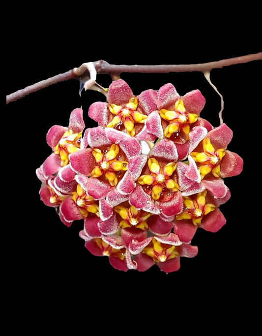 H. davidcumingii