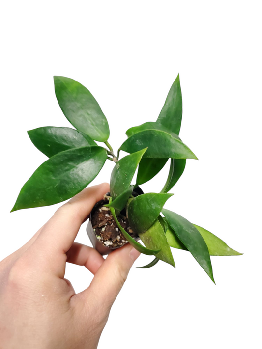 H. sp. ambon