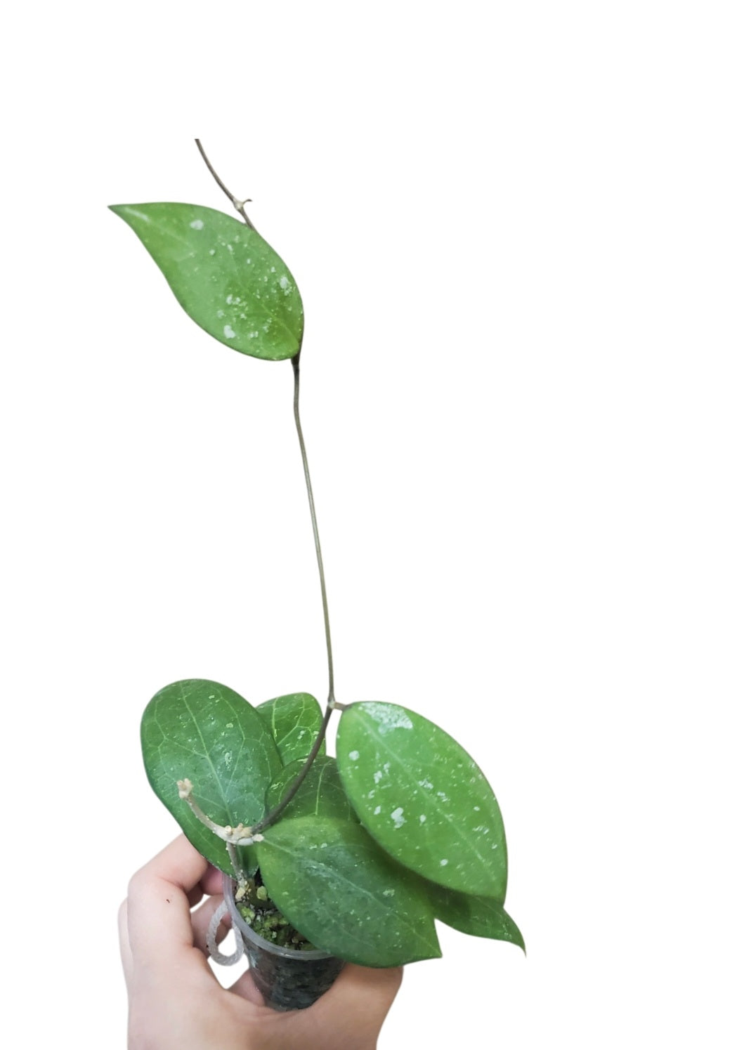 H. erythrostemma splash