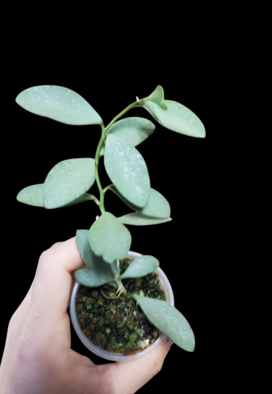 H. nummularioides silver
