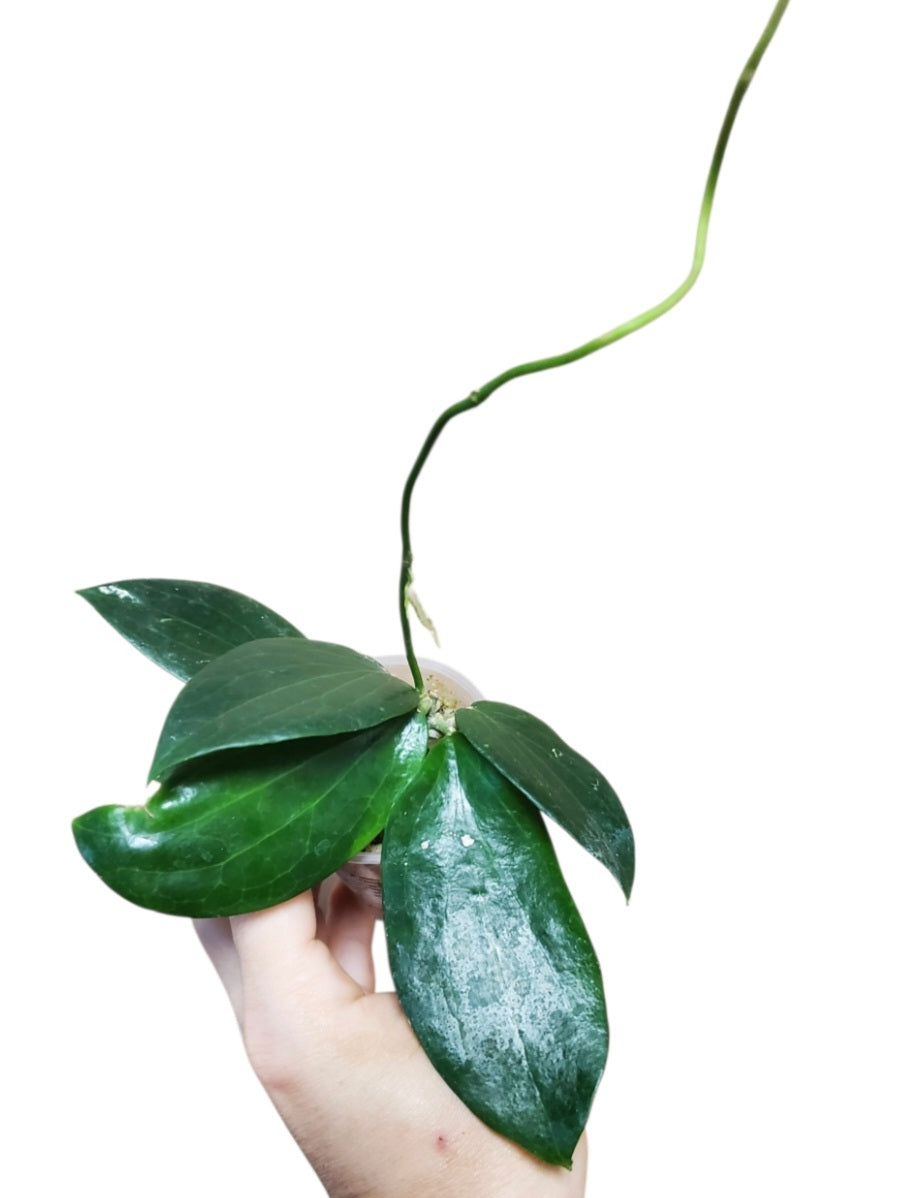 H. aldrichii