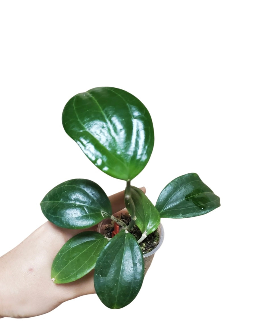 H. sarawak