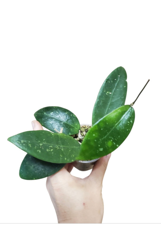 H. sp. Phu Quoc