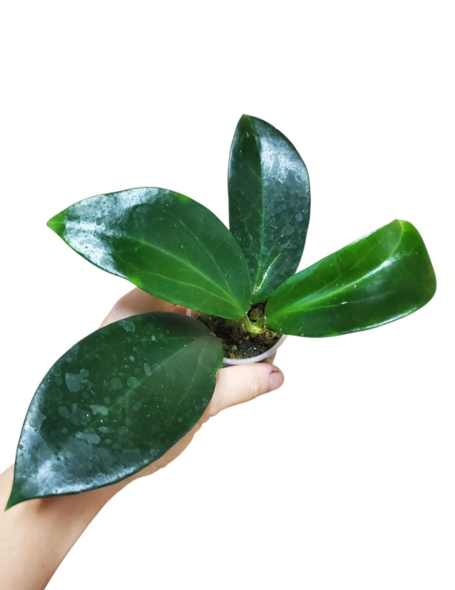 H. Coxanh01