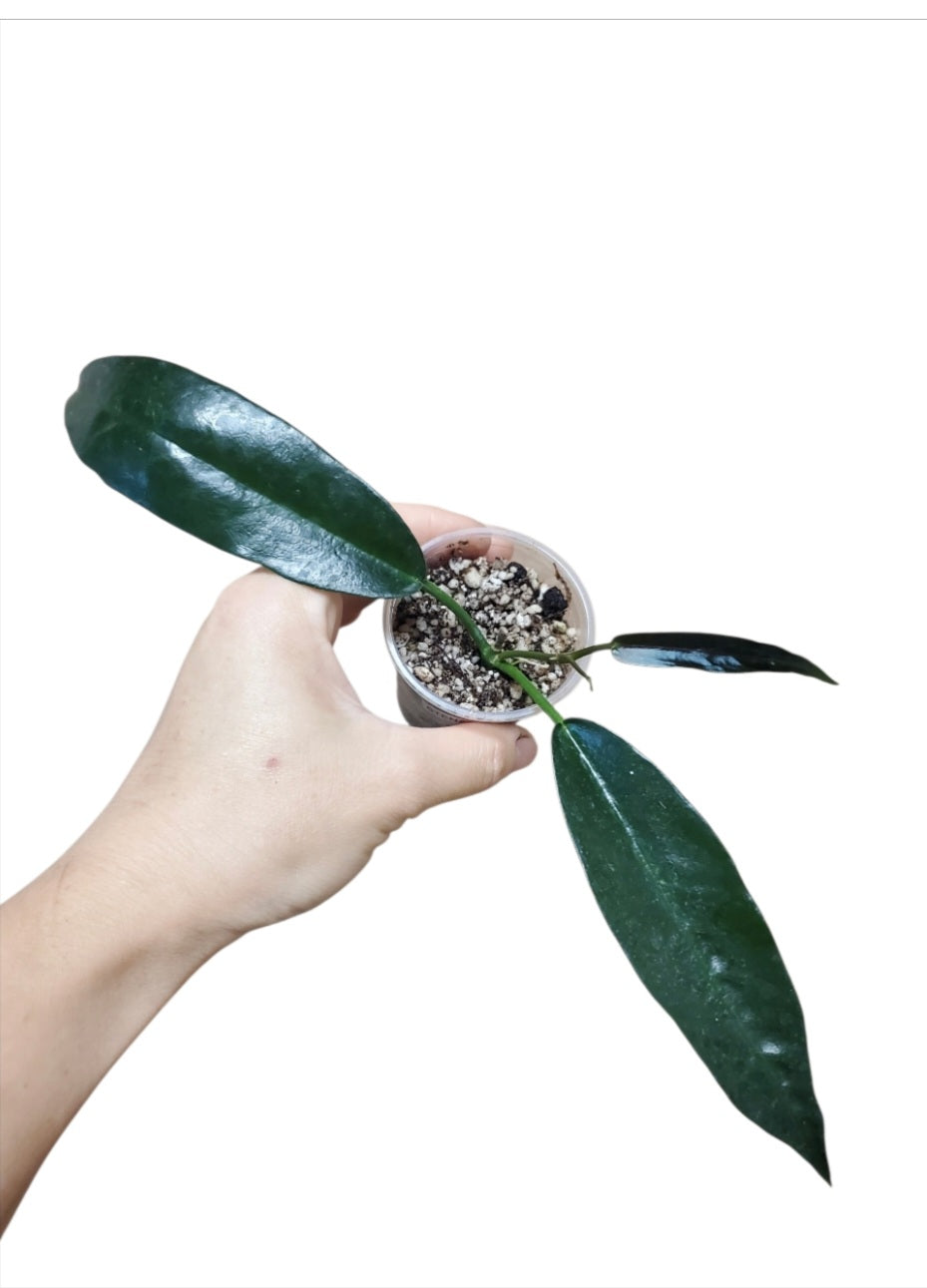 H. stenaokei