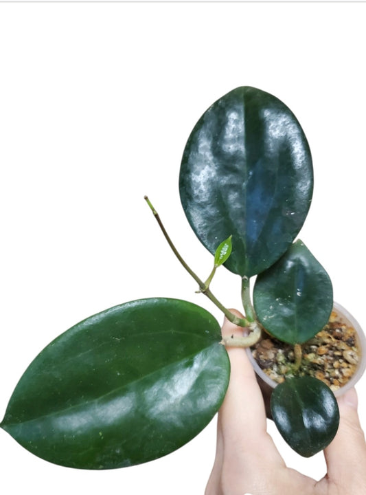 H. hanhiae yellow