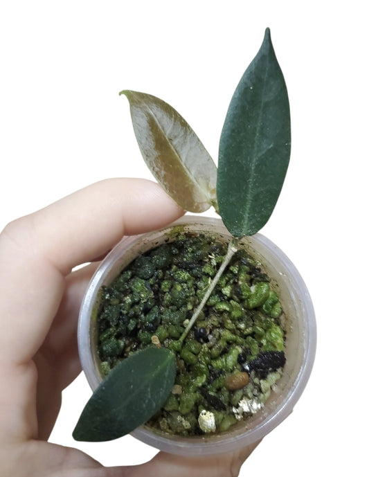 H. patella pink