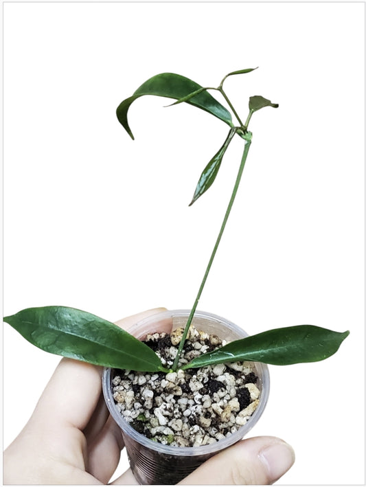 H. filiformis