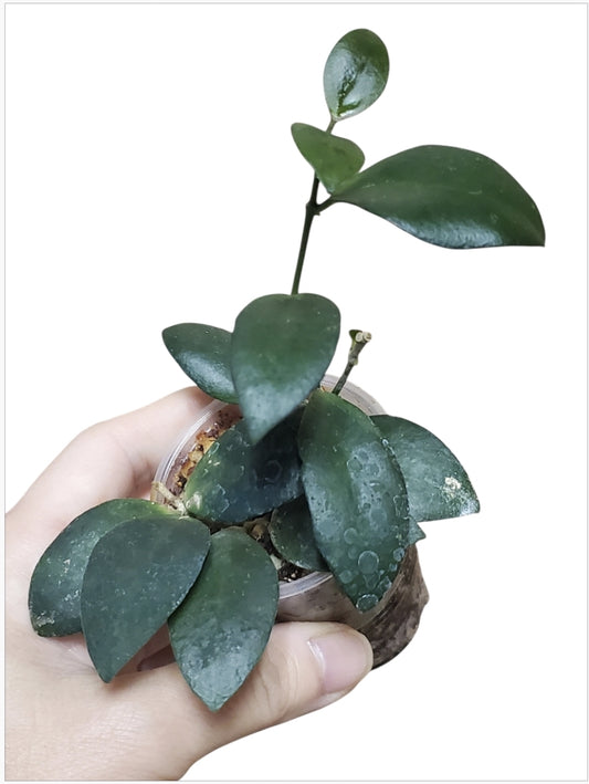 H. myrmecopa