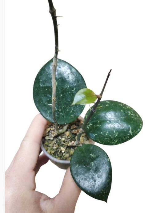 H. parasitica heart leaves splash