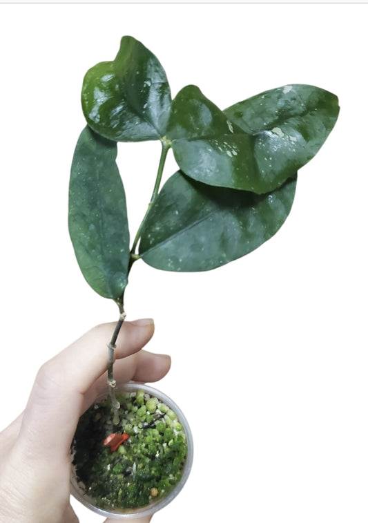H. ignorata